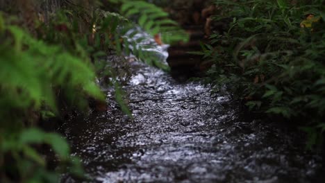 Ein-Bach-Fließt-Zwischen-Grünlichen-Pflanzen-Und-Es-Gibt-Eine-Reflexion-Des-Sonnenlichts-Erstaunliche-Natur-In-Einem-Wald