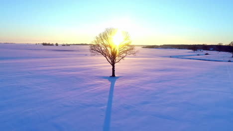 Aerial-backward-moving-shot-of-a-lonely-leafless-tree-in-a-field-during-cold-winter-landscape-during-sunset