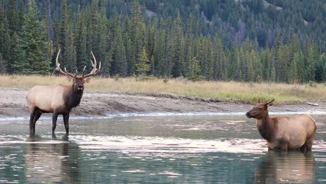 Dominant-male-elk-bugles-in-river-next-to-a-cow,-rutting-season