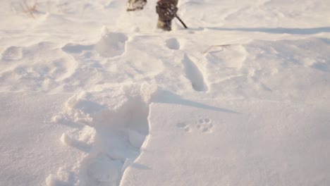 Person-Tracking-Foot-Prints-over-Snow-Covered-Ground-with-Paw-Prints-Already-on-the-Snow-in-Indre-Fosen-Norway---Fixed-Knee-level-Shot