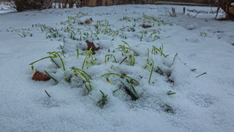 High-angle-shot-of-snow-is-melting-over-every-snowfall-over-snowdrops-flower-blooming-fast-in-early-spring-nature-in-timelapse