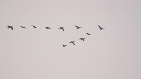 Flock-of-migrating-geese-flying-against-pink-sunset-sky,-tracking-shot,-day