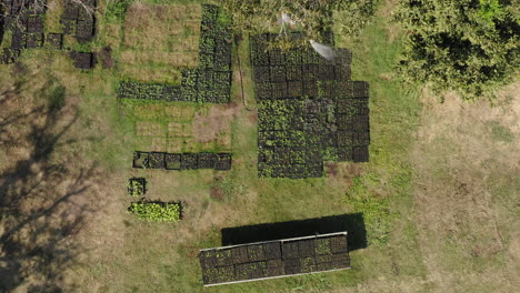 Drone-vertical-view-from-above-of-a-gardener-watering-with-hose-multiple-vegetable-seedbeds