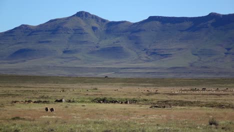 Sheep-farming-in-the-Karoo