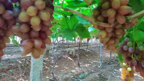 Close-up-shot-of-fresh-riped-seedless-grapes-ready-to-harvest