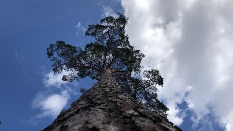 Pine-Tree-Up-View-From-The-Bottom-Ground-Shot-Wide-Angle-with-blue-Sky-Behind-on-The-top-of-the-winter-pine-tree