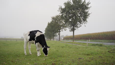 Cow-on-a-field-eating-grass-next-to-a-road-and-corn-field-in-lower-saxony,-Germany