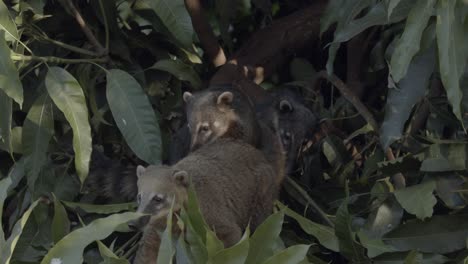 Three-South-American-Coati-peer-cautiously-out-of-the-rainforest-foliage