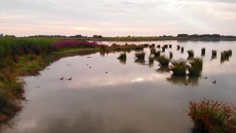 Aerial-Dolly-Flying-Over-Nature-Reserve-Of-Crezeepolder-Towards-Pink-Flowers-And-Ducks-Passing-By