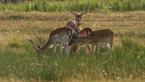 Horned-fallow-deer-family-graze-together-in-idyllic-green-meadow-in-slow-motion