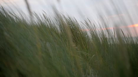 Close-up-shot-of-dune-grass-blowing-in-the-wind-in-the-dunes