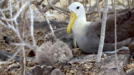 Waved-Albatross-With-Baby-At-Nest-Site-In-Punta-Suarez,-Espanola-Island-Galapagos