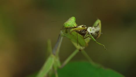 Cerrar-Vista-De-Mantis-Religiosa-Comiendo-Un-Insecto