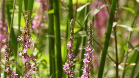 Wunderbare-Schwebende-Kolibri-Motte-Ernährt-Sich-Vom-Nektar-Einer-Blühenden-Blume