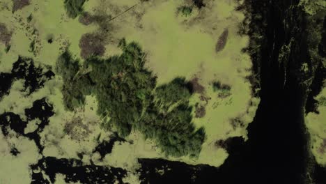 Pond-with-algae-in-Michigan-pond-with-drone-video-from-above-moving-down