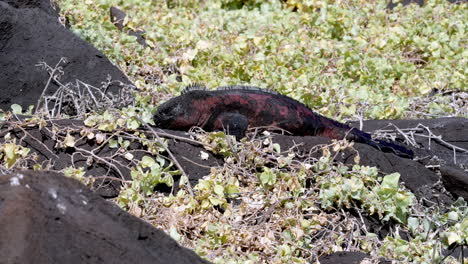 Iguana-Marina-De-Navidad-Tomando-El-Sol-En-Roca-De-Lava-Rodeada-De-Vegetación-Verde-En-Las-Galápagos