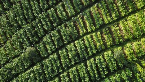 Ascending-aerial-top-down-shot-of-Tobacco-Plantation-growing-on-slope-of-mountain-Sindoro-during-sunny-day---Central-Java,Indonesia---orbit-flight