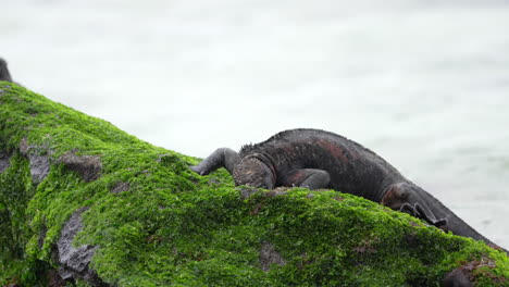 Iguana-Marina-Navideña-Comiendo-Algas-En-La-Costa-De-Punta-Suárez-En-Las-Galápagos