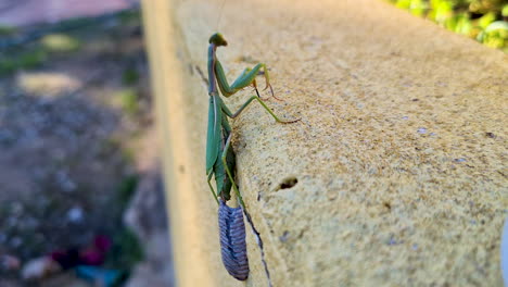 An-egg-laying-green-mantis-on-a-garden-wall
