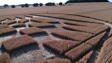 Aerial-drone-rotating-shot-over-an-even-diamond-shaped-crops-in-the-middle-of-a-ripe-yellow-wheat-field-in-Micheldever-Station,-UK