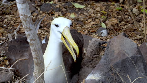 Waved-Albatross-Cawing-From-Nest-On-Punta-Suarez,-Espanola-Island-Galapagos