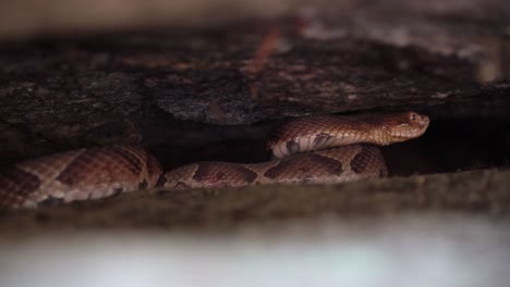 A-Copperhead-hides-waiting-under-a-rock-taking-shelter