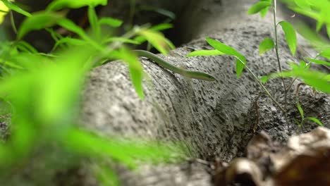 Green-Snake-Crawling-Across-Tree-Roots-and-Weeds