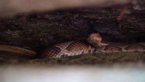 A-Copperhead-hides-and-waits-under-a-rock-taking-shelter