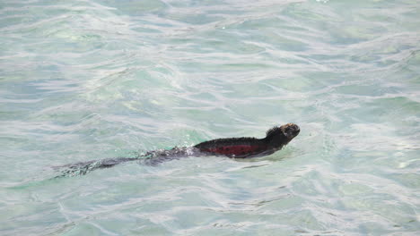 Iguana-Marina-Navideña-Nadando-En-El-Agua-En-Las-Galápagos