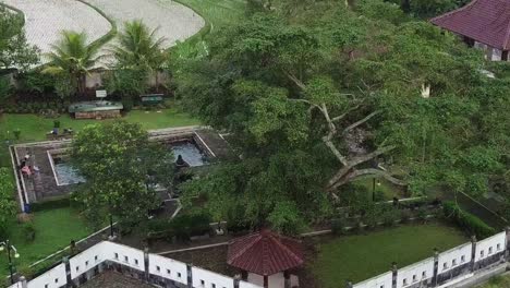 Aerial-view-of-tree-and-hot-springs-from-ancient-kingdom-in-Central-Java---Tourist-swimming-in-pool-beside-farm-fields
