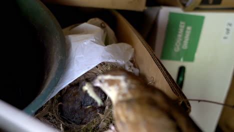Mother-bird-feeds-her-babies-a-caterpillar,-as-they-nestle-in-their-nest-inside-a-cardboard-box