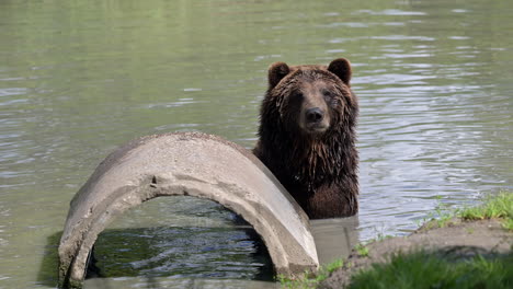 Eurasian-brown-bear-around-a-concrete-waterpipe-in-a-small-pond-looking-at-camera