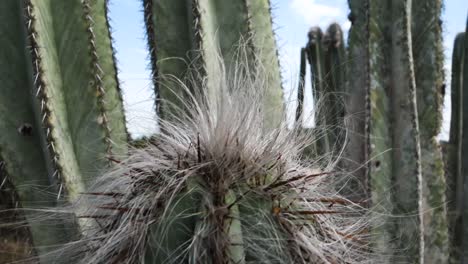 Close-up-on-cactus-plant-with-thorns-and-hairs,-in-a-desert-environment