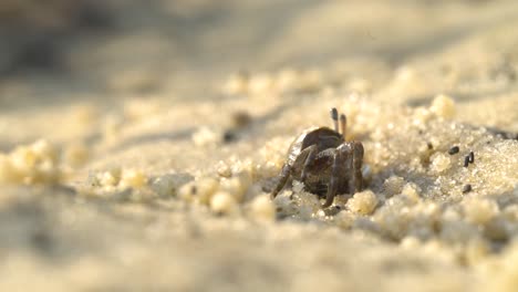 Kleine-Krabbe,-Die-Aus-Dem-Sandloch-Auftaucht-Und-Isst