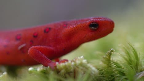 Red-Spotted-Newt-Close-Up-Breathing