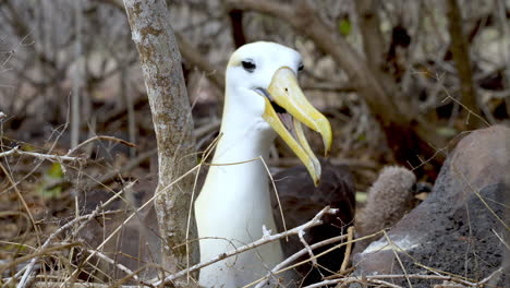 Adult-Waved-Albatross-Cawing-From-Nest-On-Punta-Suarez,-Espanola-Island-Galapagos