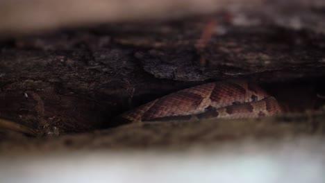 A-Copperhead-snake-crawls-and-slithers-under-a-rock-to-hide-and-take-shelter
