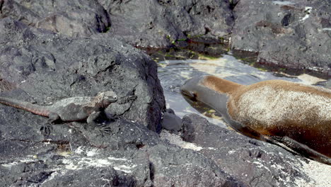 Marine-Iguana-On-Lava-Rock-Beside-Galapagos-Sea-Lion-Resting-Head-In-Rock-Pool-Blowing-Bubbles-In-Punta-Suarez