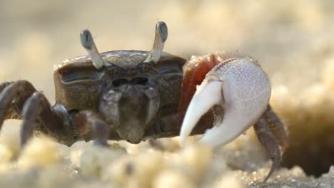 Kleine-Krabbe,-Die-Sand-Isst,-Der-In-Ein-Loch-Läuft
