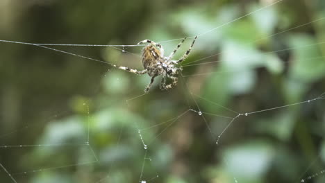 Große-Einzigartige-Spinne,-Die-Sich-Auf-Ihrem-Netz-Mit-Verschwommenem-Grünem-Hintergrund-Bewegt