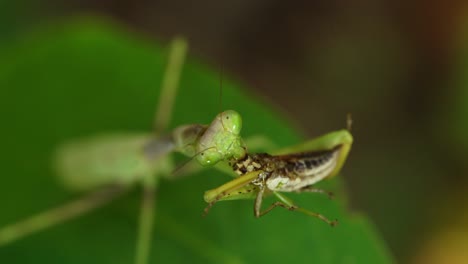 Praying-Mantis-Eating-Grasshopper-On-a-Leaf