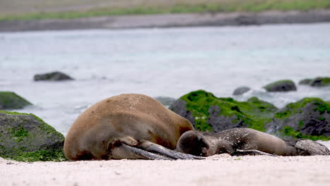 Galapagos-Sea-Lion-Mother-Sleeping-Beside-Pup-On-Punta-Suarez,-Espanola-Island-Galapagos