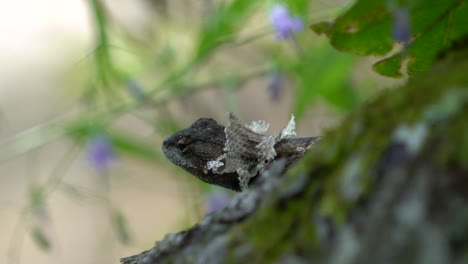 Curious-Fence-Lizard-Shedding-Skin-Looking-Around