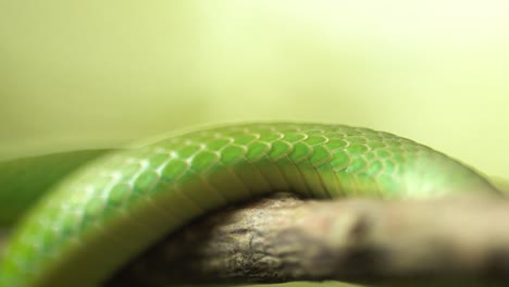 Grüne-Schlangenschuppen,-Die-Auf-Einem-Zweigmakro-Kriechen