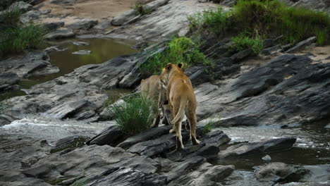 Leones-En-El-Maasai-Mara-Caminando-Por-Una-Zona-Rocosa-Con-Piscinas-Y-Arroyos