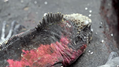 Close-Up-View-Of-Skin-Textures-And-Colours-Of-Christmas-Iguana-At-Punta-Suarez-In-The-Galapagos