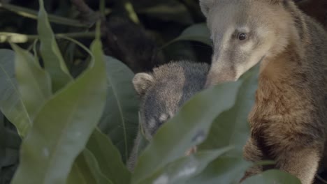Telephoto-shot-of-three-South-American-Coati-hiding-in-the-rainforest-foliage