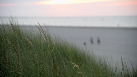 Wide-shot-over-dune-grass-with-the-sea-and-sandy-beach-in-the-background