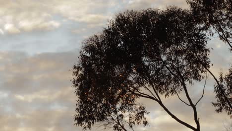 Gum-Tree,-Blue-sky-with-clouds,-Medium-Shot-Day-time-sunset-golden-hour,-Maffra,-Victoria,-Australia