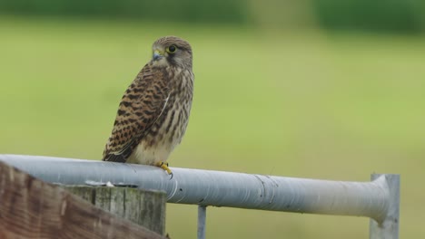 Closeup-of-majestic-Common-kestrel-falcon-standing-on-countryside-gate,-day